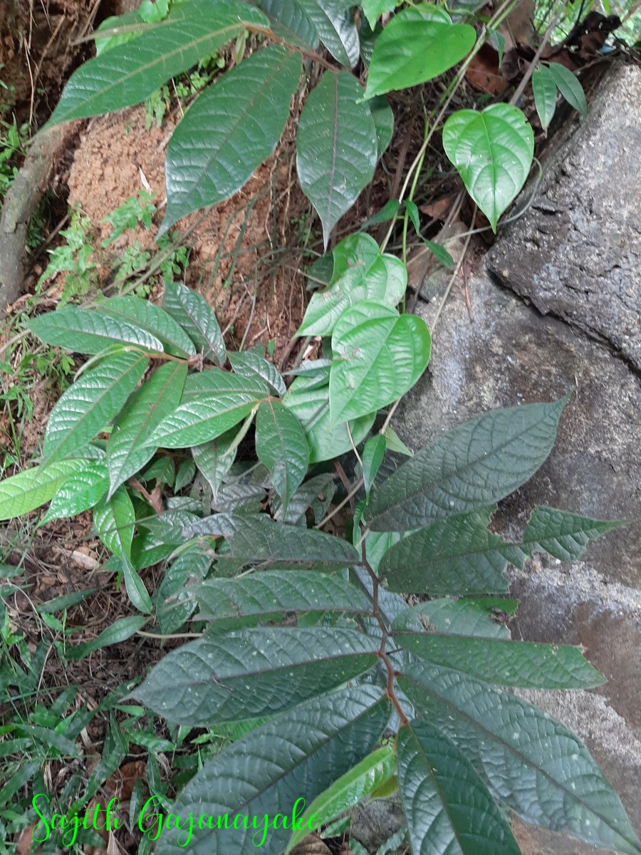 Uvaria sphenocarpa Hook.f. & Thomson